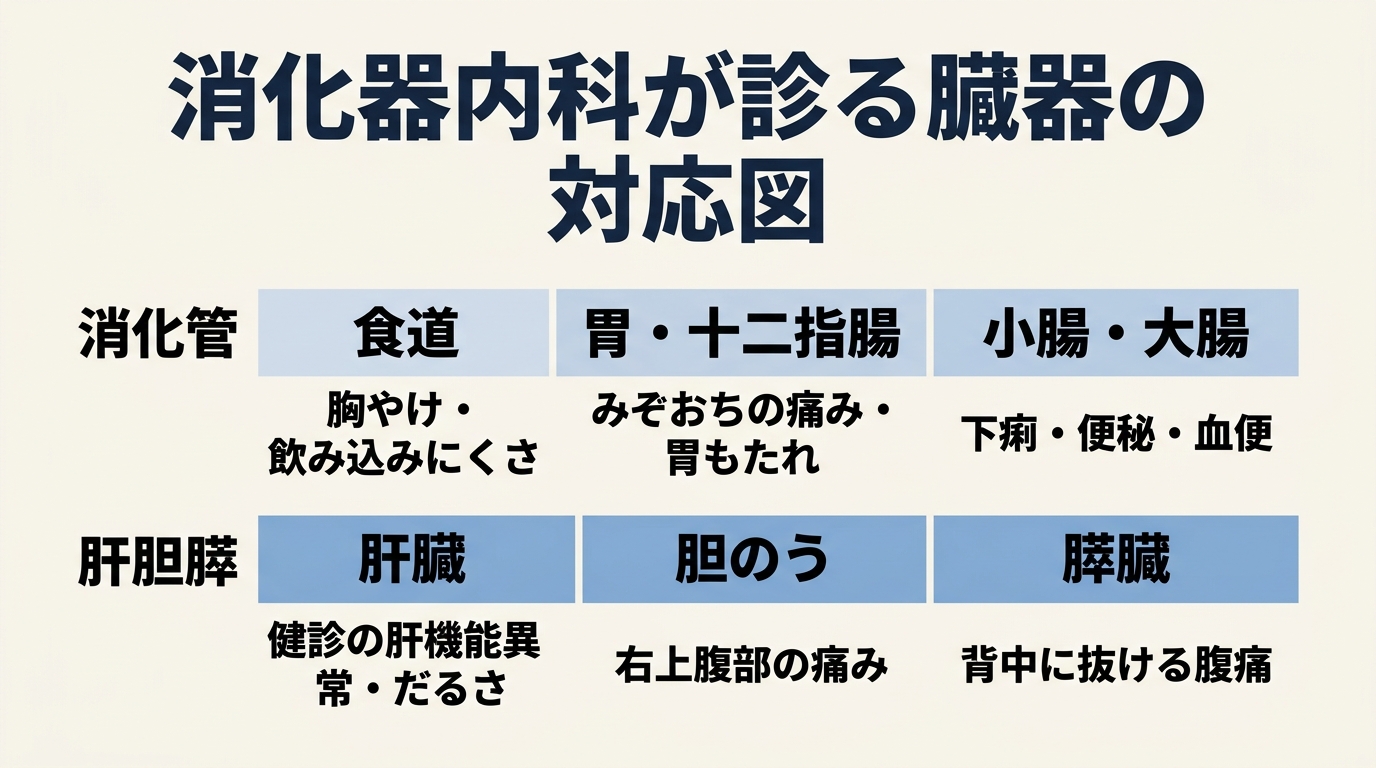 消化器内科とは?どの臓器・どんな病気を診る科か
