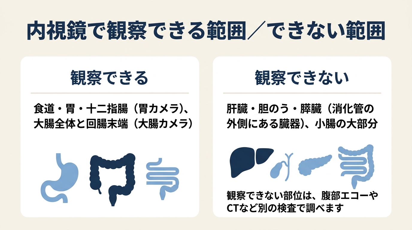 内視鏡は「消化管の内側の粘膜」を直接見る検査